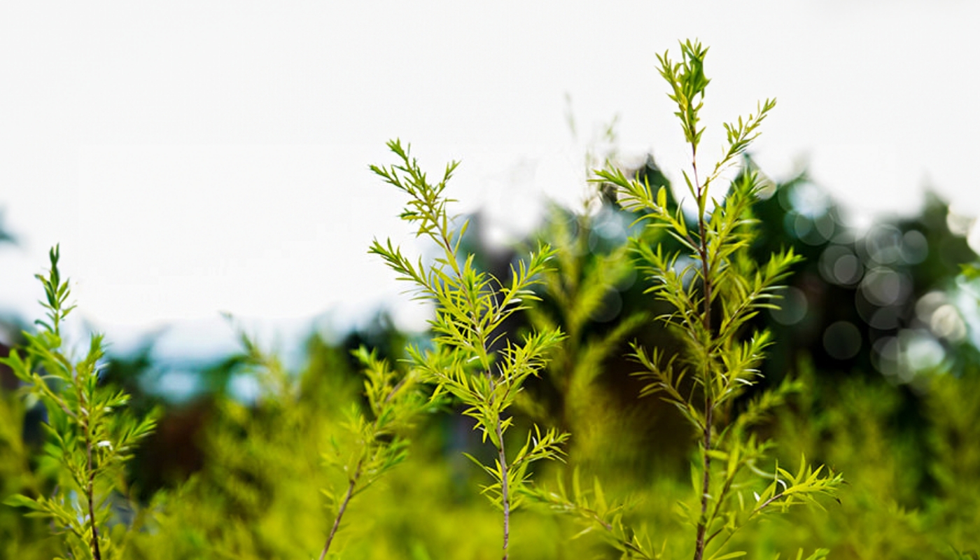 Tea Tree Oil: Proprietà e Benefici per il Benessere Quotidiano